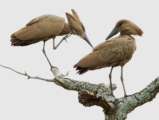 Hamerkop pair